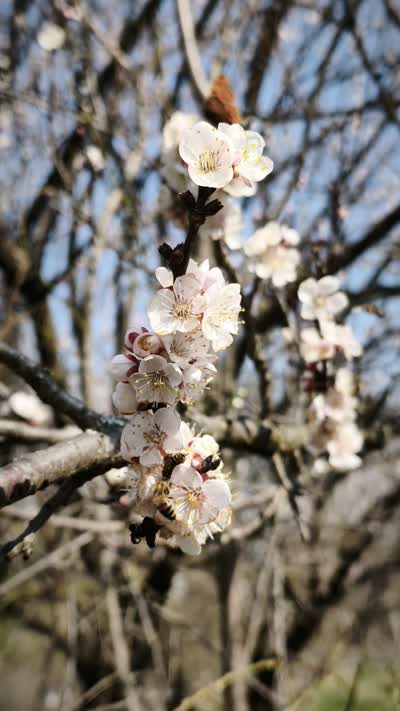 A close-up of delicate white-pink apricot blossoms against a dark branch, with a blurred background of winter branches and blue sky.