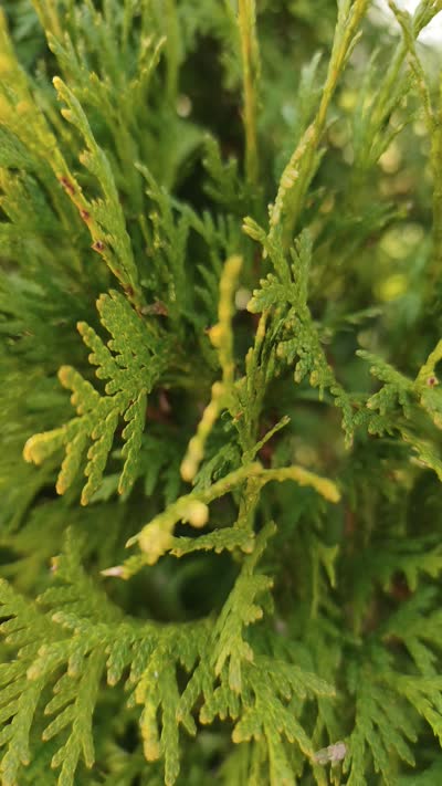 A close-up of a Thuja branch, revealing the intricate geometry of its scale-like leaves in vibrant green tones.